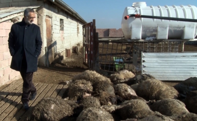 Konya'da başıboş köpekler 32 koyunu telef etti