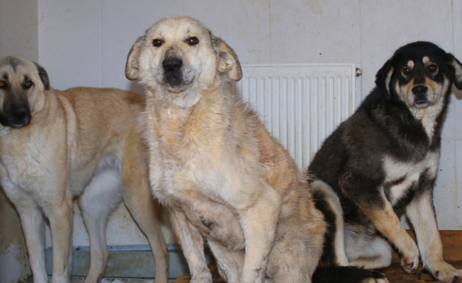 Polatlı'dan gelen köpekler sağlıklarına kavuşuyor