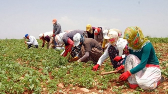 “Tarım sektöründe istihdam arttı“