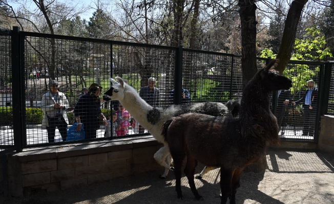 Ankara'nın Evcil Hayvan Park'ını Gördünüz Mü?