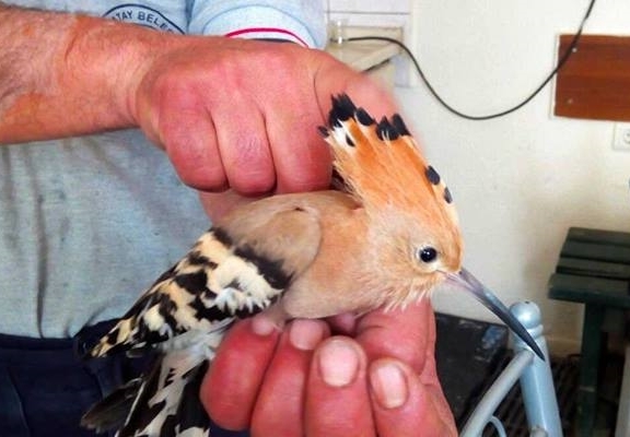 Yaralı ibibik kuşu koruma altına alındı