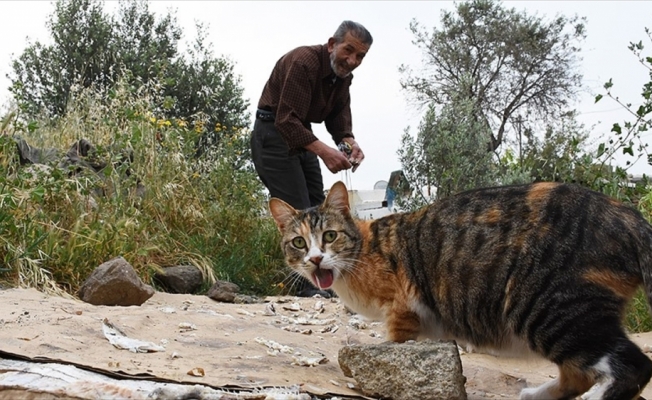 Bodrum'un kedilerini 30 yıldır 'Ali Baba' besliyor