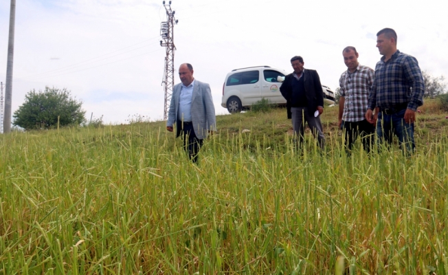Kırşehir'de dolu yağışı tarım arazilerini olumsuz etkiledi