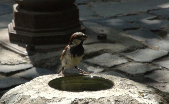 Beypazarı'nda sokak hayvanları için su bırakılıyor