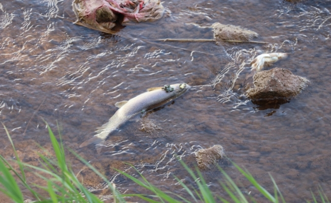 Sivas'ta balık ölümleri