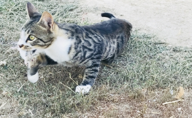 Konya'da kedinin fareyle oyunu kamerada