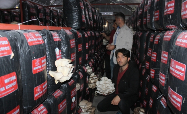 Derinkuyu'da hibe alan girişimci mantar üretim tesisi kurdu