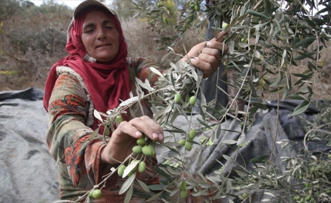Batı Şeria’da zeytin hasadı ve Yahudi yerleşimci sorunu