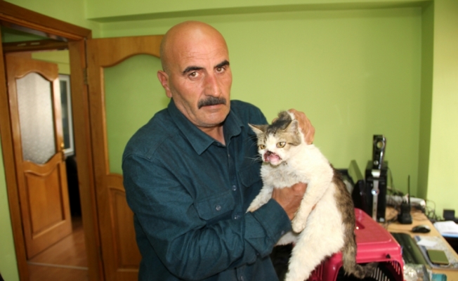Kanserli kedi tedavi için İstanbul'a gönderildi