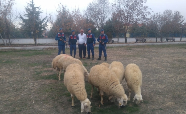 Çaldığı koyunları otomobille götürürken yakalandı