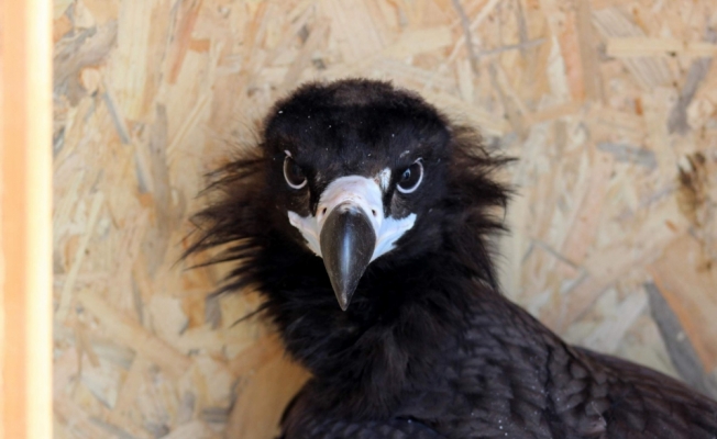 Yaralı kara akbaba ve çakır kuşu tedavi edildi