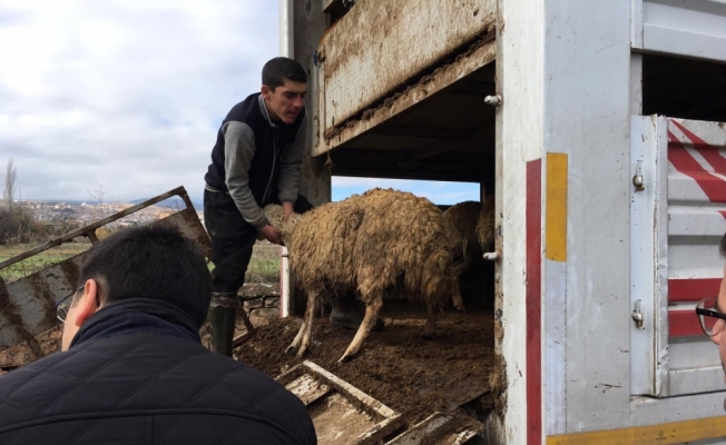Suşehri'nde genç çiftçilere 34 hayvan dağıtıldı