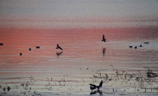 Beyşehir Gölü Milli Parkı'nda su kuşları sayılıyor