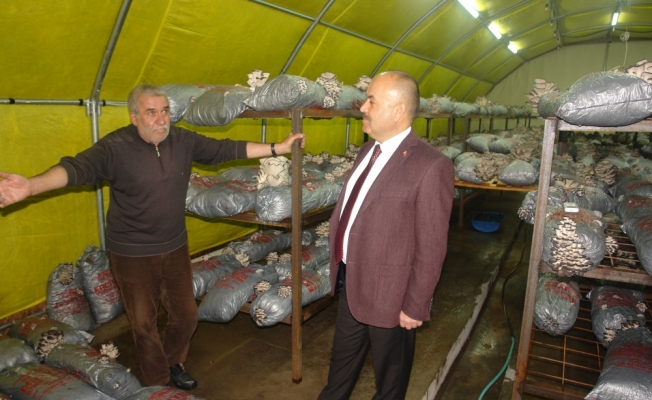 Sivas'ta istiridye mantarı üretimi