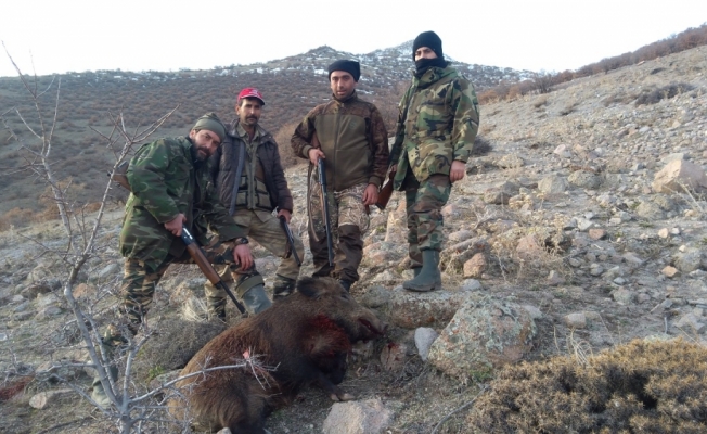 Karaman'daki sürek avda 82 yaban domuzu vuruldu
