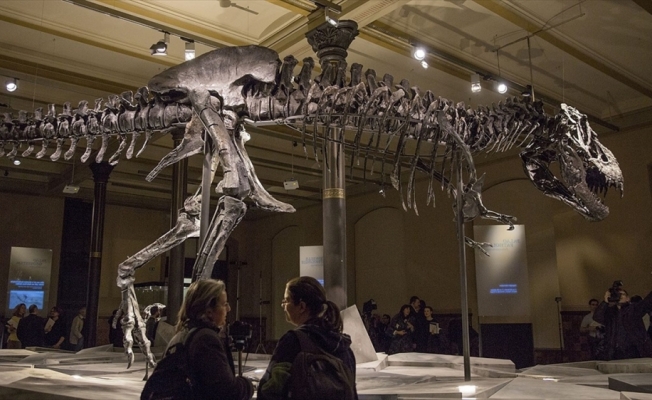 Kanada'da dünyanın en büyük ve en yaşlı T-rex fosili bulundu