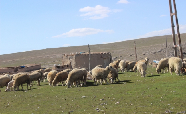 Koyunlar meralarda otlatılmaya başlandı