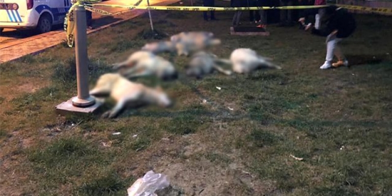 Ankara'da 16 Köpeğin Zehirlenmesi Olayında Caniler Serbest Bırakıldı