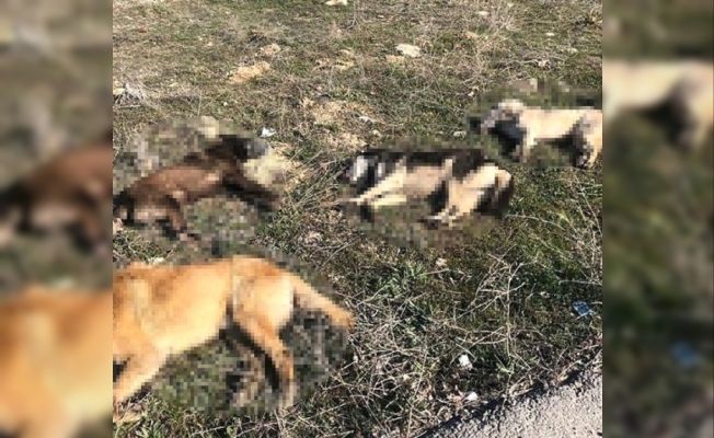Ankara'da 4 Köpek Daha Zehirlenerek Telef Edildi