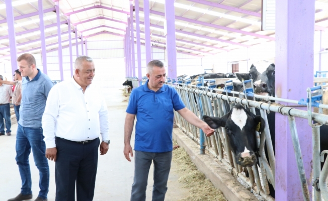 Devlet desteğiyle kurulan kooperatif yıllık 600 ton süt üretiyor
