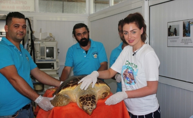 İngiltere güzeli tedavisi tamamlanan kaplumbağayı denize bıraktı
