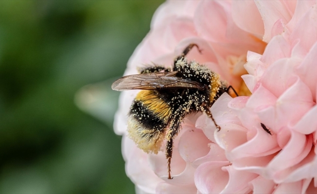 Polenleyicilerin baş aktörü arıların yüzde 40'ı yok olabilir
