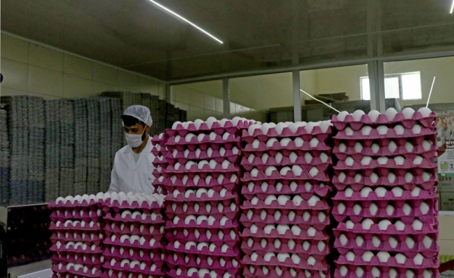 Irak'ın ithalatı durdurması yumurta fiyatını düşürdü