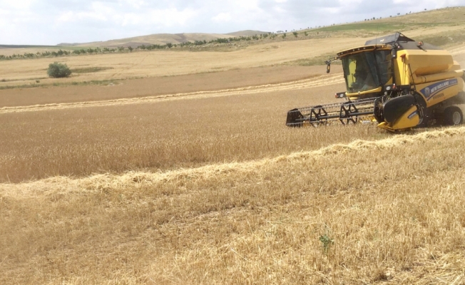 Kırşehir'de buğday hasadına erken başlandı