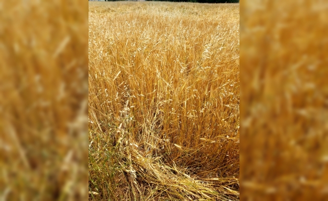Kırşehir'de dolu tarım arazilerine zarar verdi