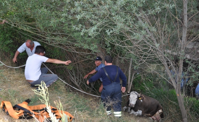 Konya'da sulama kanalına düşen inek kurtarıldı