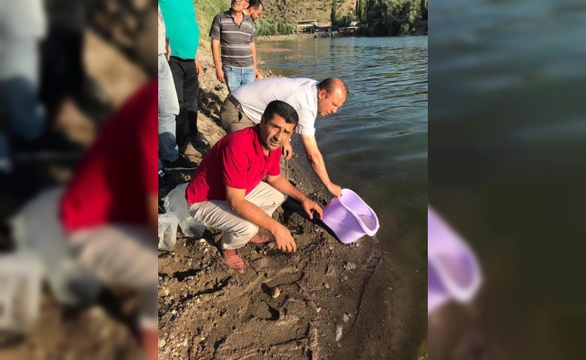 Aksaray'daki göletlere 97 bin sazan balığı yavrusu bırakıldı