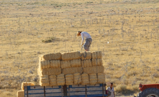 Karapınar'da buğday hasatında sona gelindi