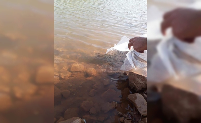 Konya'da göl ve göletlere 206 bin yavru sazan bırakıldı