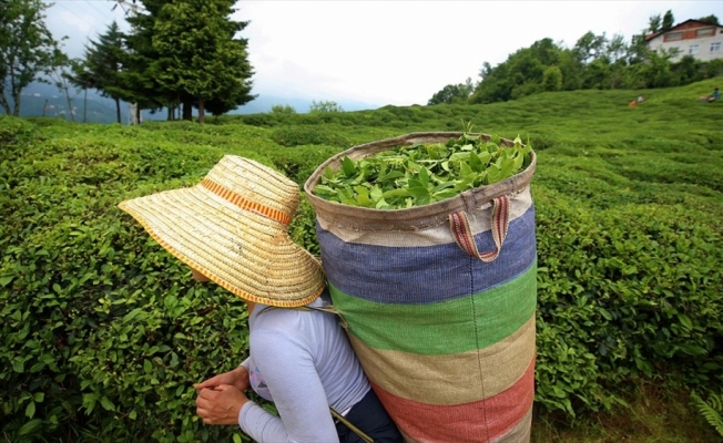 Organik yaş çay taban fiyatı belli oldu