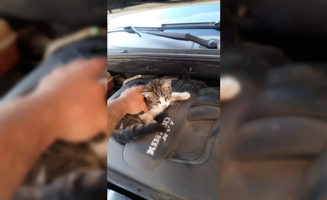 Otomobilin motoruna giren kediyi çocukların uyarısı kurtardı