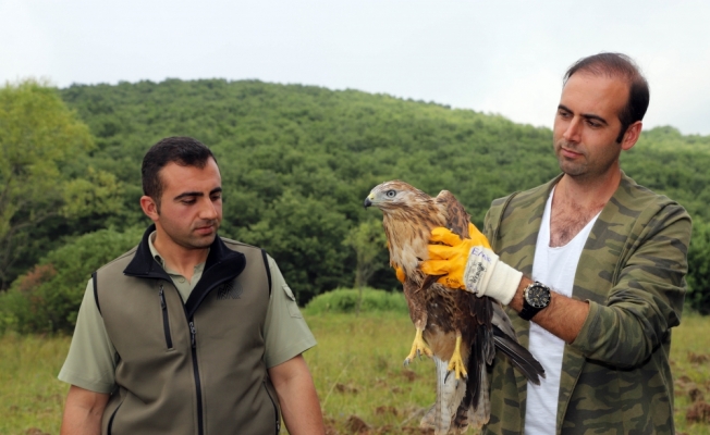 Tedavi edilen 5 yırtıcı kuş doğaya salındı