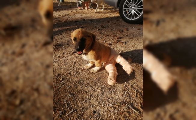 Yaralı yavru köpeğe belediye sahip çıktı