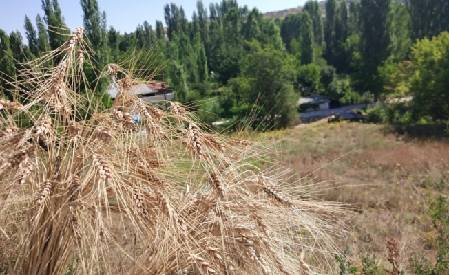 Bozkır'da örnek yerel buğday türleri hasatı