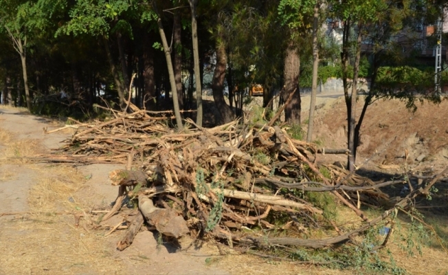 HDP'li belediyenin ağaç kesimine tepki