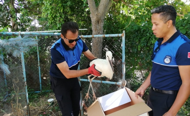Seydişehir'de yaralı leylek zabıtaya teslim edildi