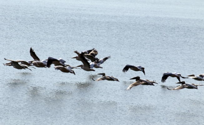 Göç yolundaki pelikan sürüsü İvriz Barajı'nda mola verdi