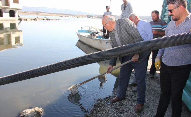 Çekerek Barajı'na 400 bin balık bırakıldı