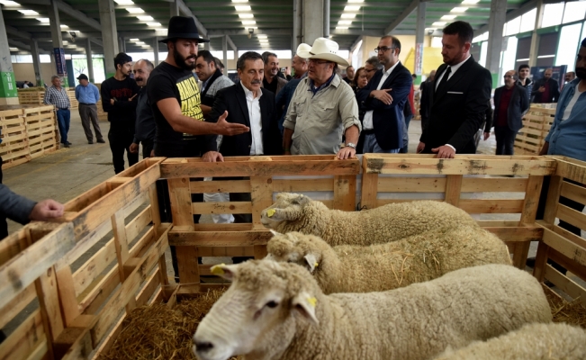 Türkiye'nin çobanları Eskişehir'de buluştu