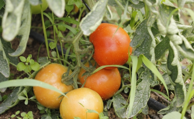 Beypazarlı çift “Genç Çiftçi Projesi“ ile kurdukları serada domates üretiyor