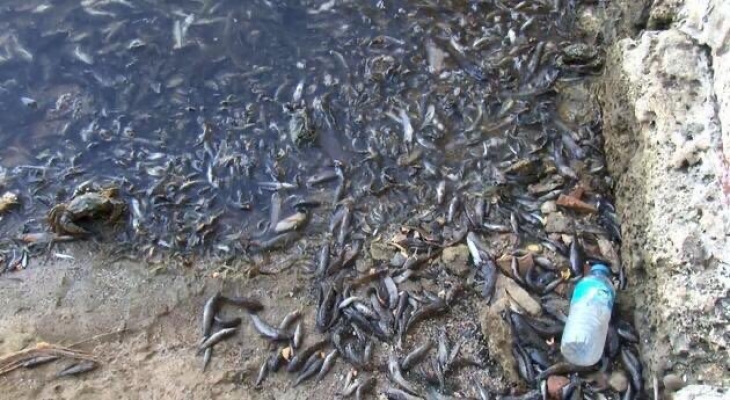 Küçükcekmece Gölünde Toplu balık ölümleri