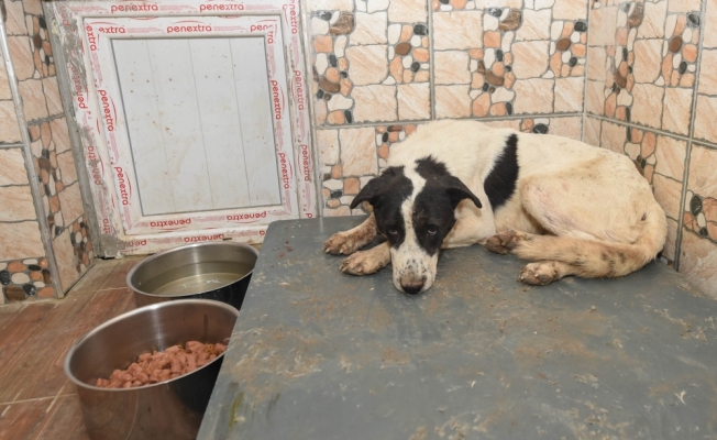 Altındağ'da yaralı köpek tedavi altına alındı