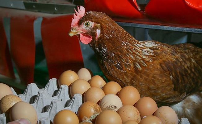 Yumurtanın fiyatı, tavuğu geçti: 30-35 TL