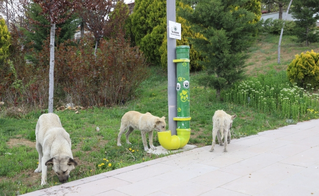 Bala Belediyesi, sokak hayvanlarını unutmadı