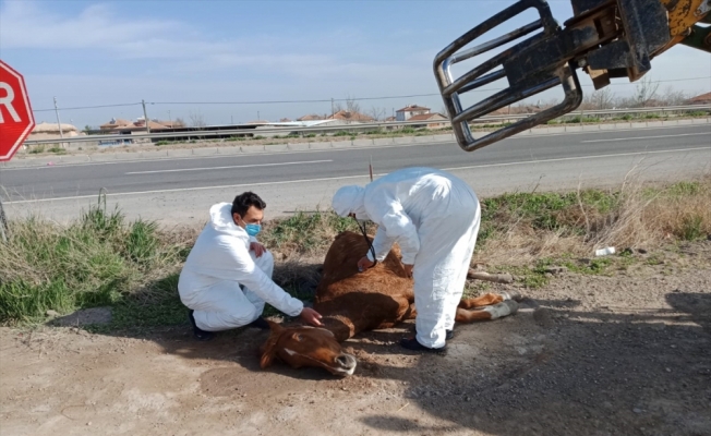 Aksaray'da otomobilin çarpmasıyla yaralanan at, hayvansever vatandaşın çabasıyla kurtarıldı