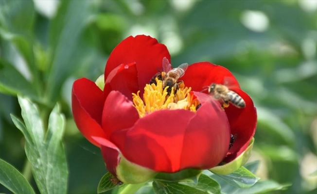Arı popülasyonunun azalması gıda güvenliğini tehdit ediyor